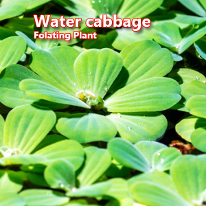 Water cabbage